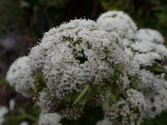 Anisotome lyallii