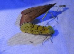 Chrysoecia atrolinea
