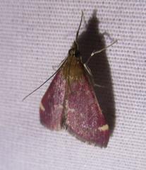 Pyrausta grotei