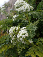 Anisotome lyallii