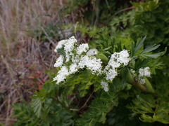 Anisotome lyallii