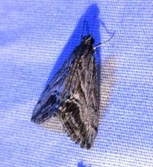 Evergestis simulatilis