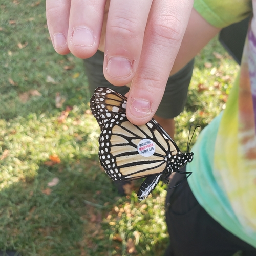 Migratory Monarch photographed in Kansas