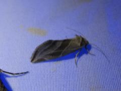 Plagiomimicus tepperi