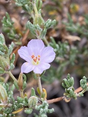 Frankenia pauciflora