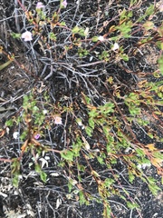 Frankenia pauciflora