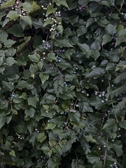 Ampelopsis glandulosa