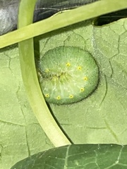 Pieris napi