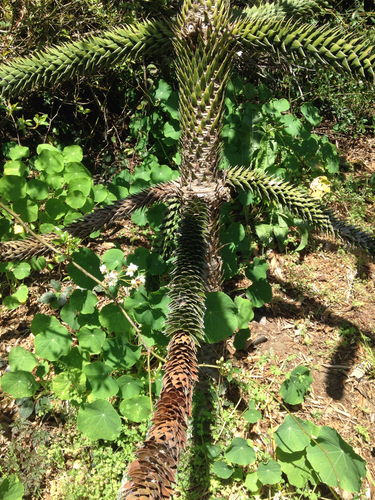 monkey-puzzle