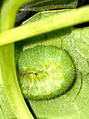 Pieris napi