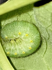 Pieris napi
