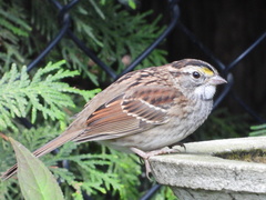 Zonotrichia albicollis