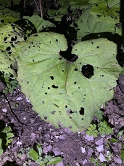 Petasites hybridus