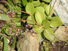 Crassula multicava multicava