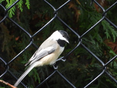 Poecile atricapillus