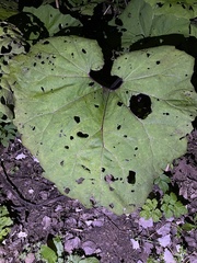 Petasites hybridus