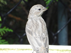 Haemorhous mexicanus