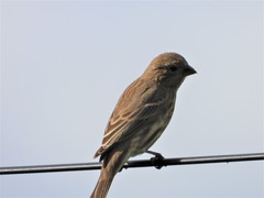 Haemorhous mexicanus