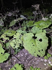 Petasites hybridus