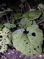 Petasites hybridus