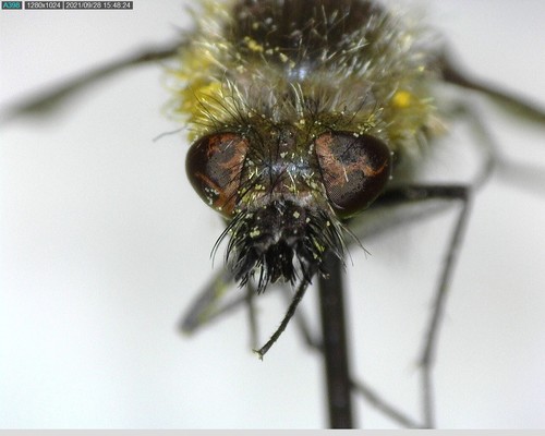 iNaturalist observation photo of Conophorus