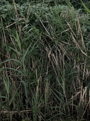 Phragmites australis