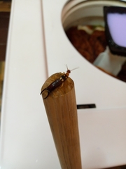 Forficula smyrnensis