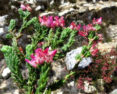 Erica taylorii