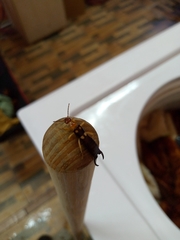 Forficula smyrnensis
