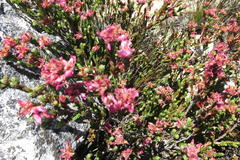 Erica taylorii