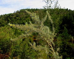 Aspalathus florifera