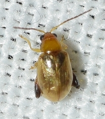Longitarsus ochroleucus