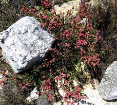 Erica taylorii