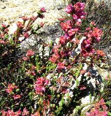 Erica taylorii