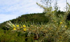 Aspalathus florifera