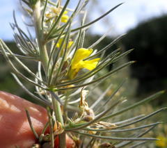 Aspalathus florifera