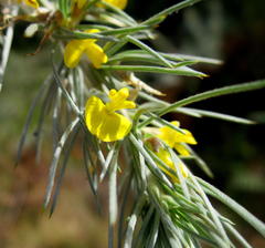 Aspalathus florifera