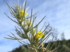 Aspalathus florifera