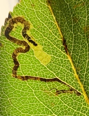 Stigmella oxyacanthella