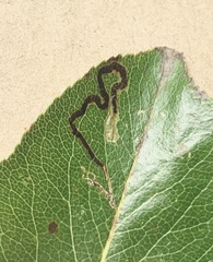 Stigmella oxyacanthella