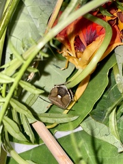 Chlorochroa pinicola
