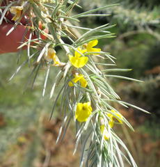 Aspalathus florifera