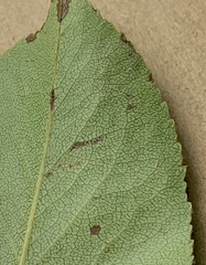Stigmella oxyacanthella