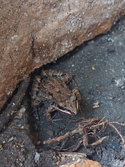 Leptodactylus fragilis