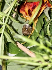 Chlorochroa pinicola