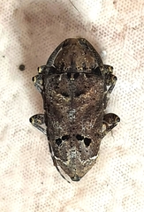 Trypanidius notatus