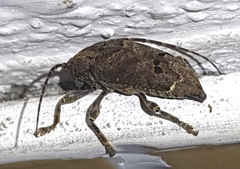 Trypanidius notatus