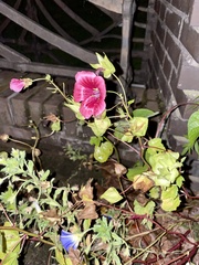 Malva trimestris
