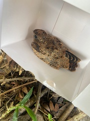 Chordeiles gundlachii