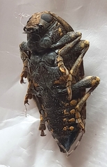 Trypanidius notatus